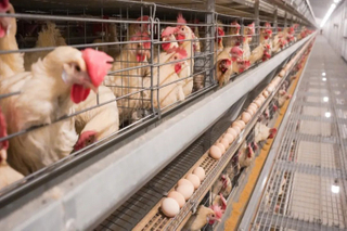 محلول الدواجن الزراعي واحد لمزرعة دجاج الطبقة