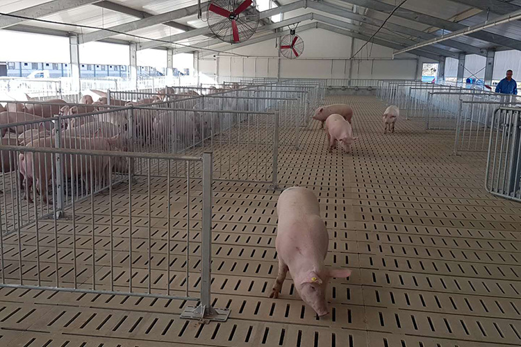 سقيفة فولاذية مسبقة الصنع لمزرعة تغذية الخنازير الإلكترونية