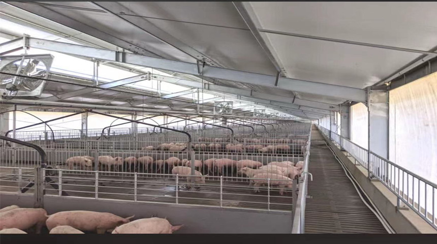 سقيفة خنزير مزارع مع الأقلام الداخلية في أستراليا