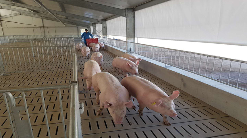 مزرعة الخنازير الإلكترونية لتغذية الخنازير في أستراليا