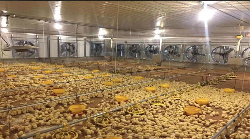 مزرعة الدواجن للدجاج اللاحم في الدومينيكان